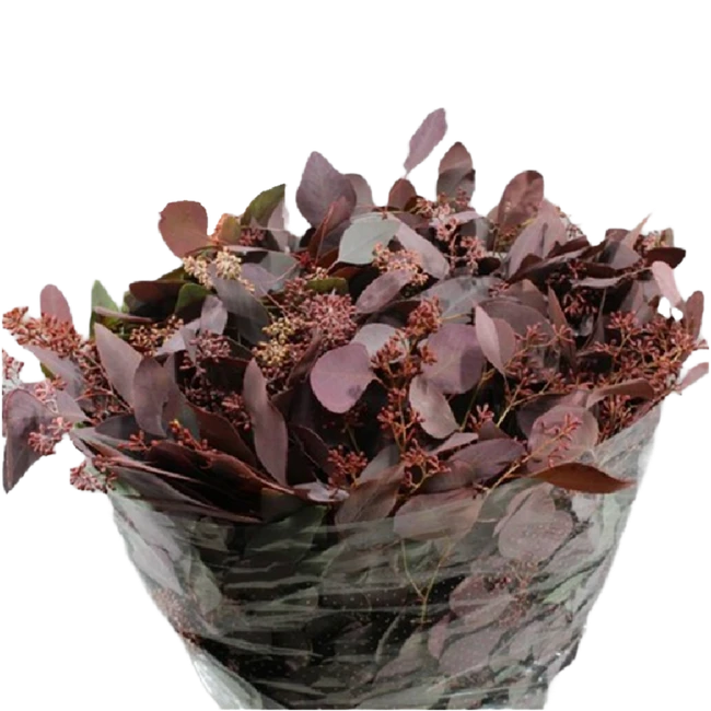 Eucalyptus Dyed PopBerryBurg H