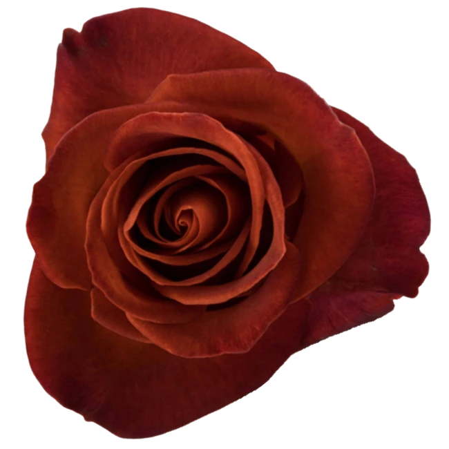 Rose Cafe Del Mar 40cm misty