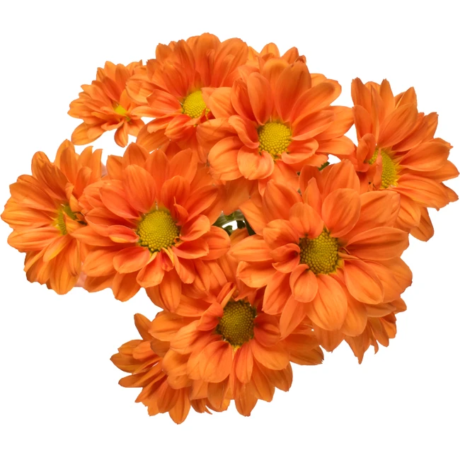 Pom Daisy Lina SOLE