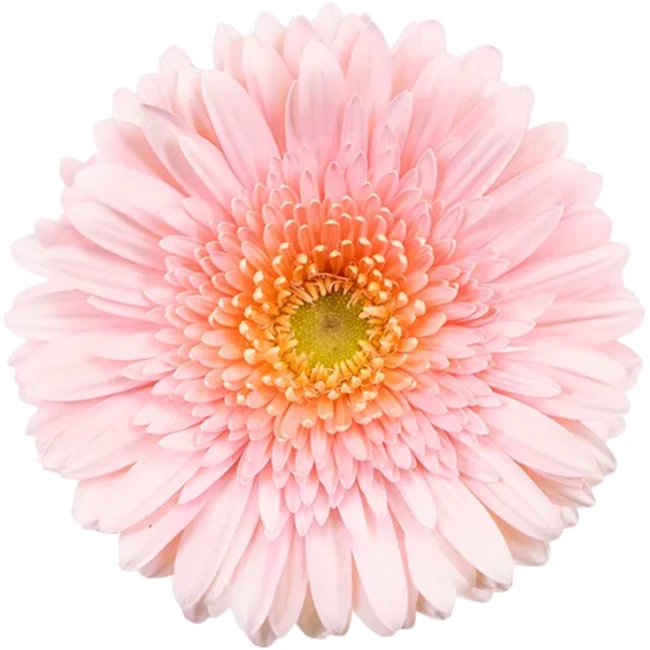 Gerb Rosalie RF