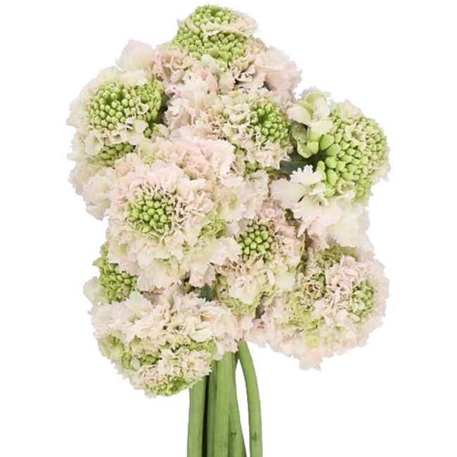 Scabiosa Hanoi CHOICE