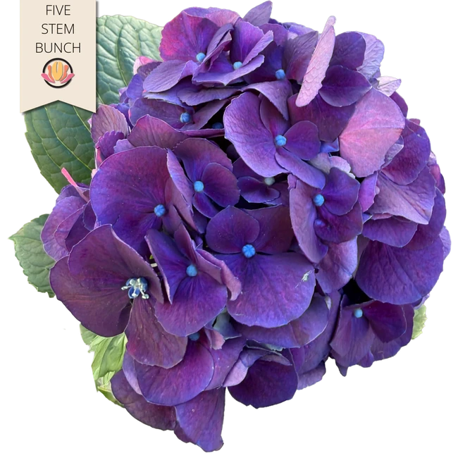 Hydro Purple NORTHLAND 5stem