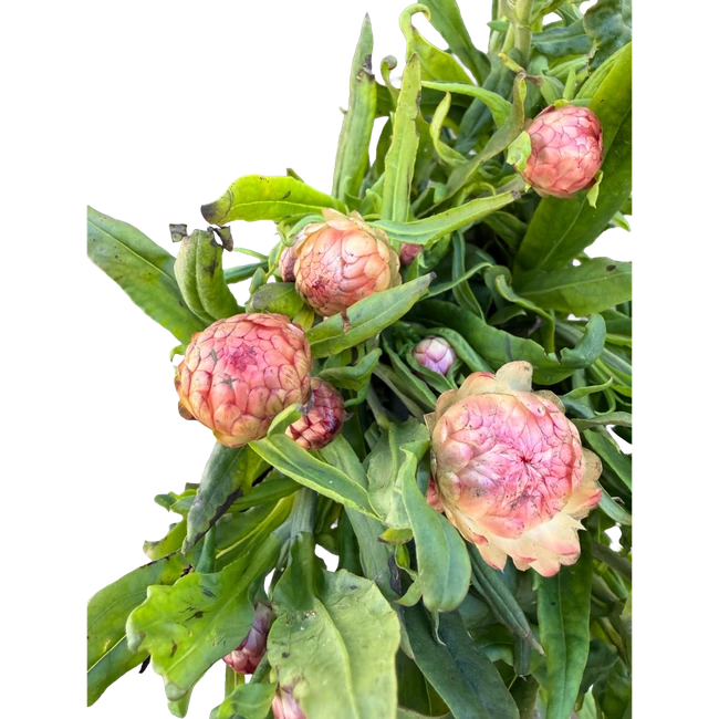 Strawflower Peach NORTHLAND