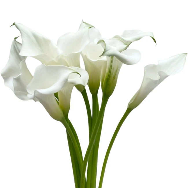 Call Mini White Trillium