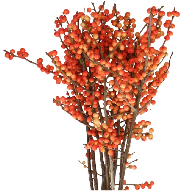 Ilex Orange holl 80cm