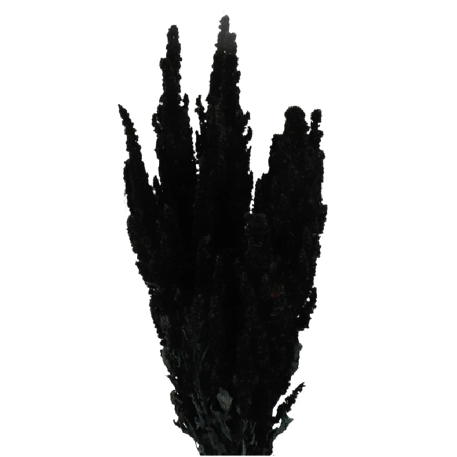Dried Amaranthus Black holl