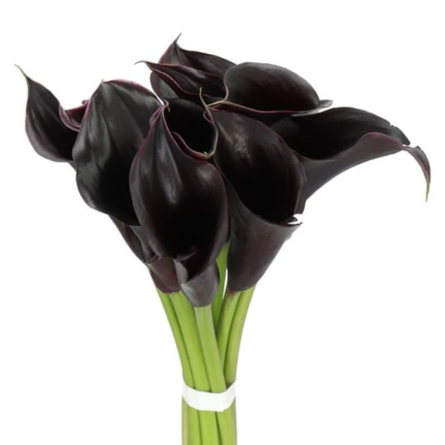 Calla Capt Beretta holl