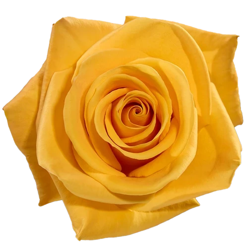 Rose Bumblebee 50cm Naranjo