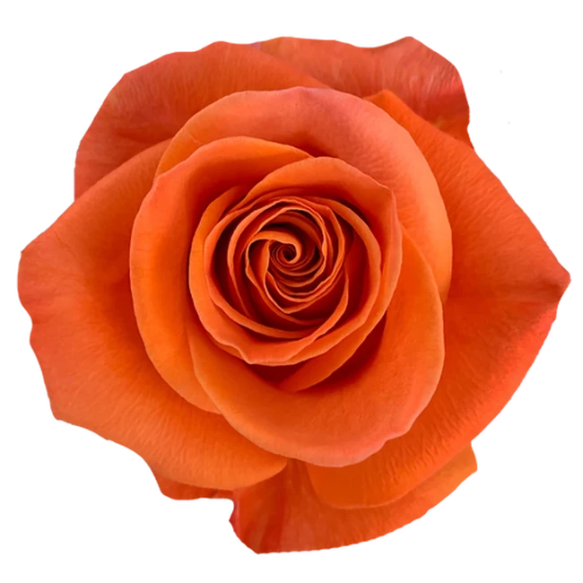 Rose Naranjo 70cm Naranjo