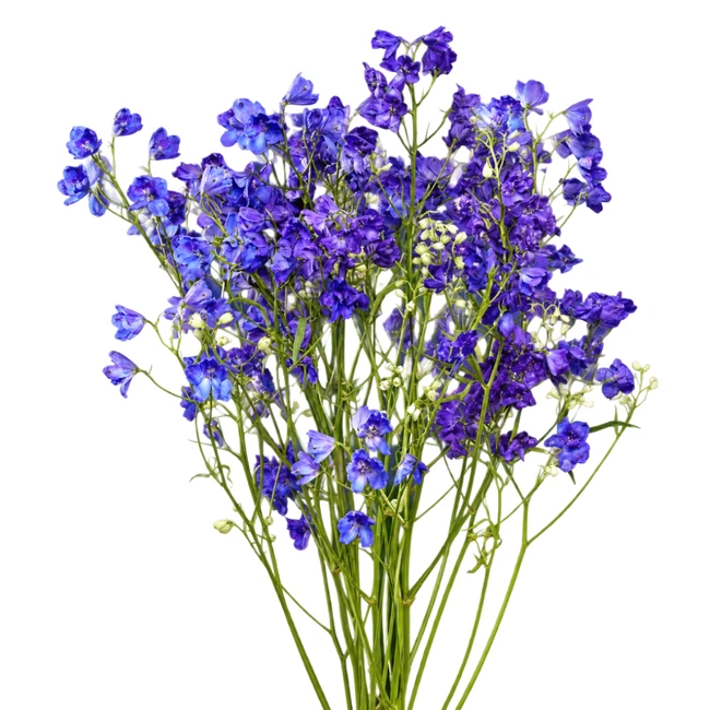 Delph Blue Spray 60cm RIO