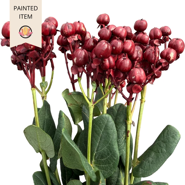 Hypericum Biopainted BurgundyR
