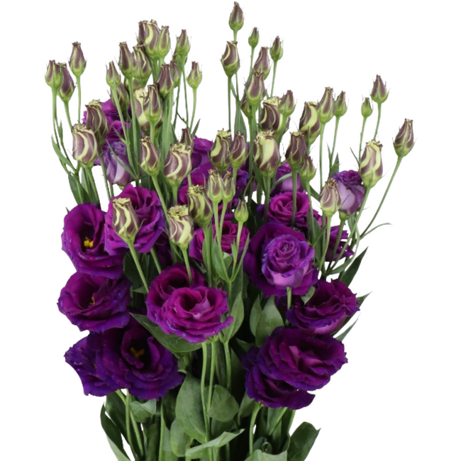 Lisianthus Purple (dbl) holl