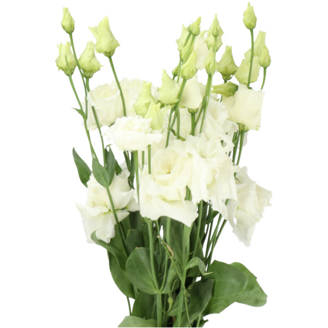 Lisianthus White Dbl holl