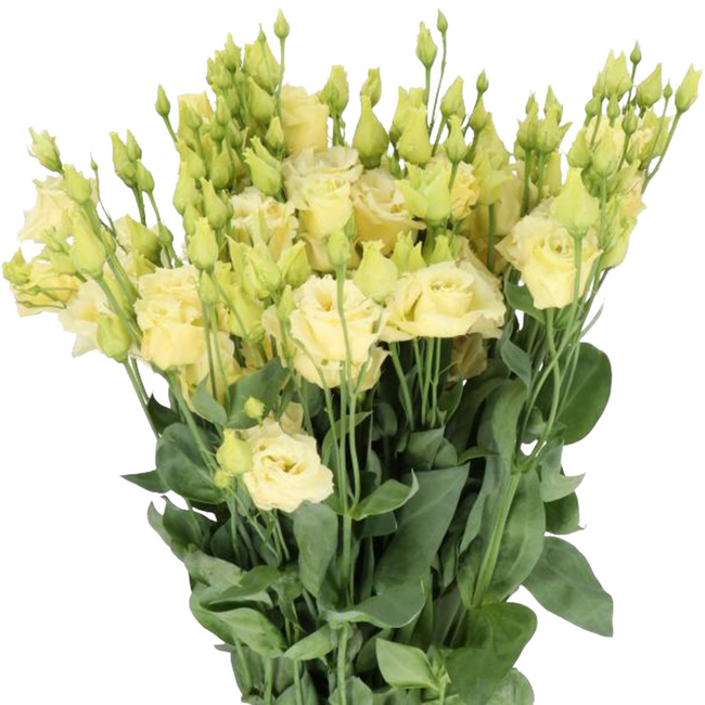 Lisianthus yellow holl