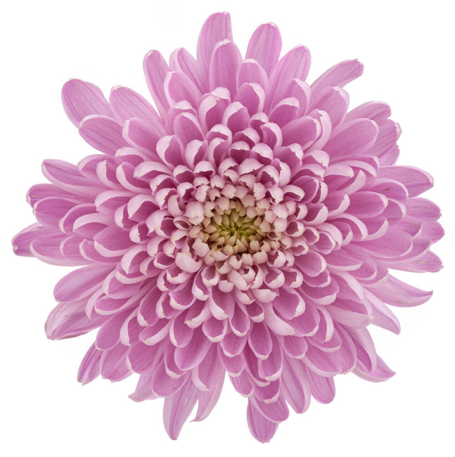 Mum Cremon Lavender cont