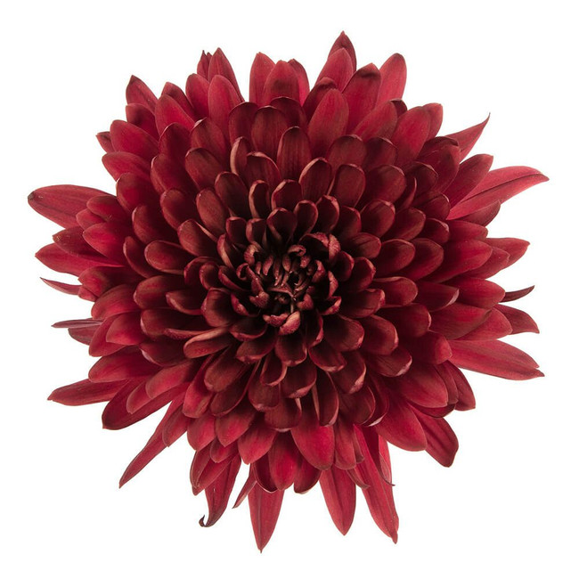 Mum Cremon Red tornado sole