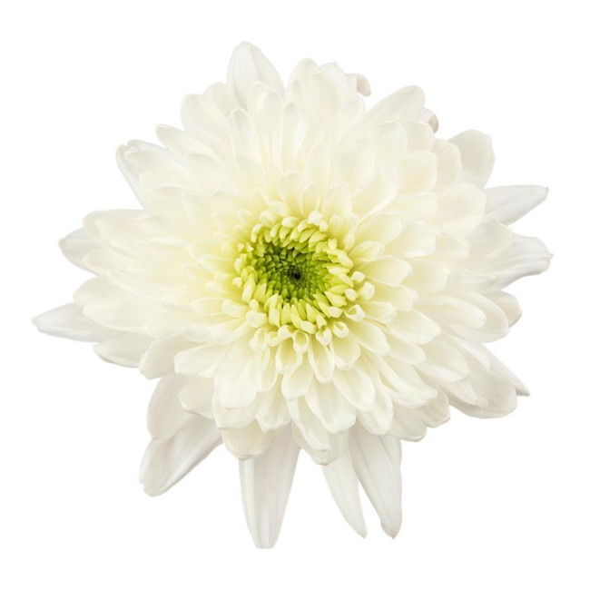 Mum Cremon White cont fl