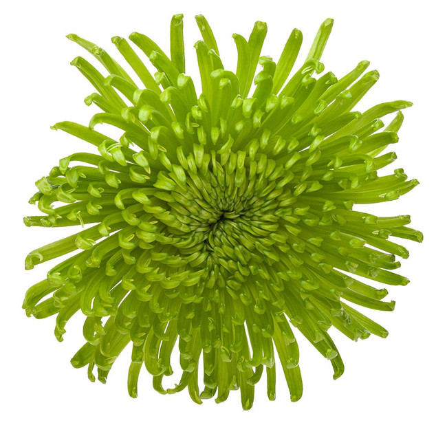 Mum Delistar Green rio