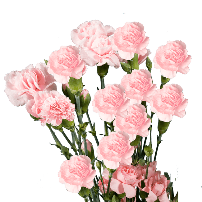 CarnMini Pink b.mark