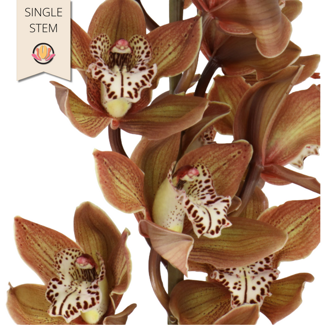 Cymbidium Brown(stm) holl