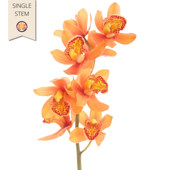 Cymbidium Mini Org holl(st)