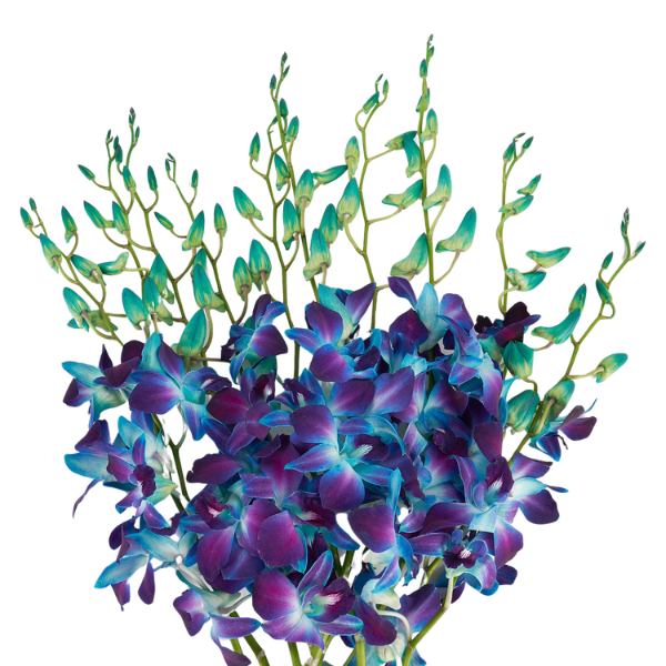 Dendro Dyed Blue (bu)