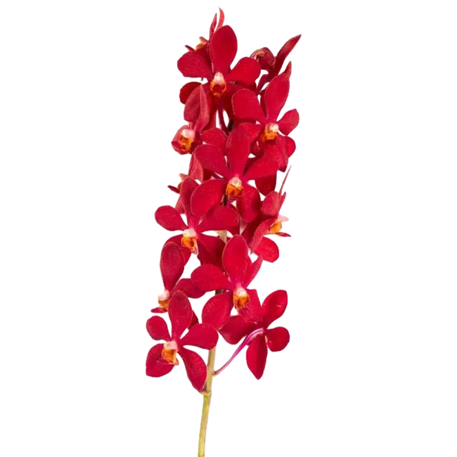 Dendro Mokara Red bu bangkok