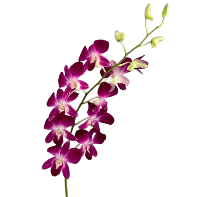 Dendro Purple bu bangkok