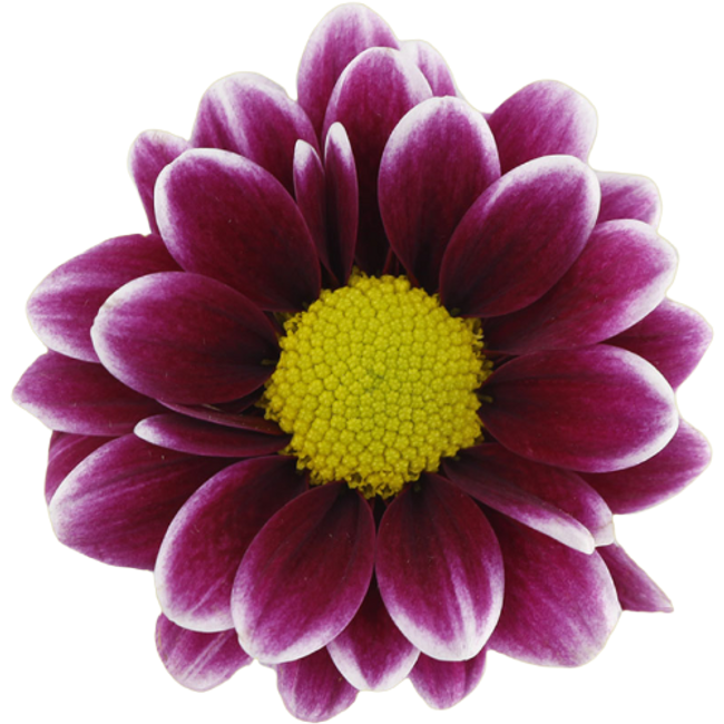 Pom Daisy Handsome b.mark