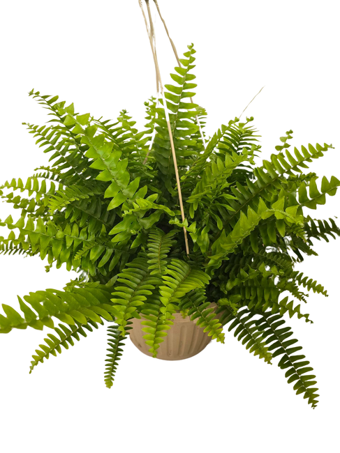 10" HANGING BOSTON FERN