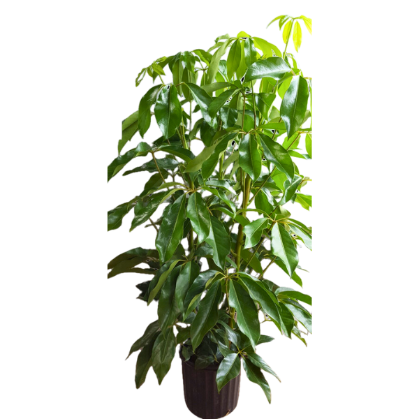 10" POTTED AMATE SCHEFF