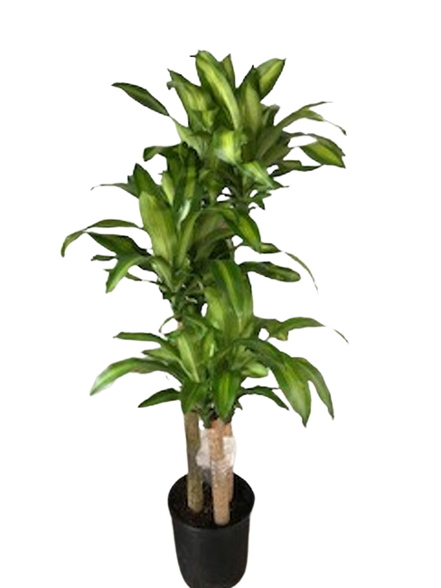 10" POTTED MASS CANE