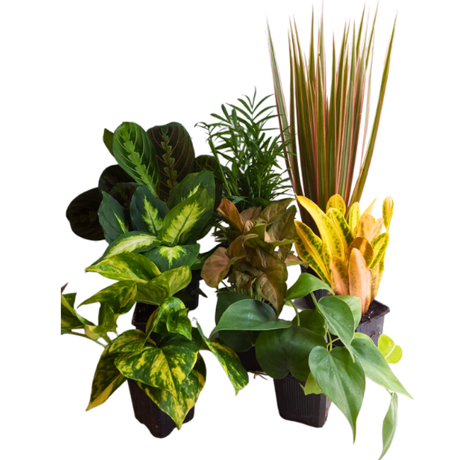 3" POTTED FOLIAGE ASSORTED