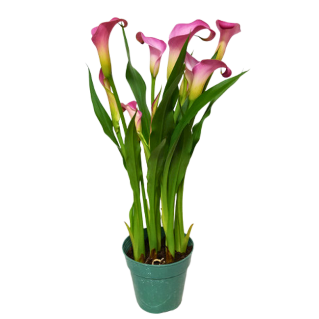 4" BLOOMING CALLA LILY