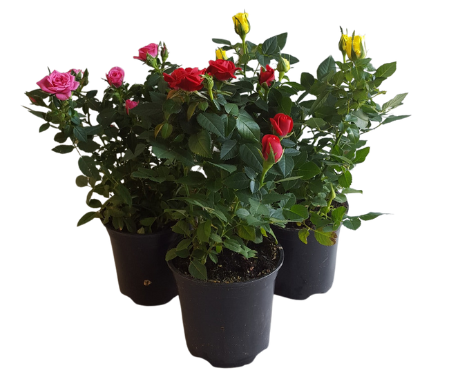 4" BLOOMING MINI ROSE