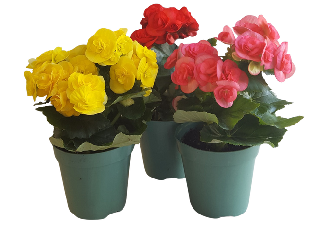 4" RIEGER BEGONIA