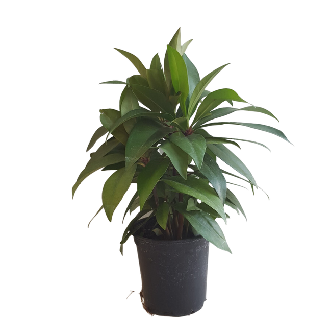 4" POTTED ARDISIA