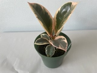 4" POTTED RUBBER