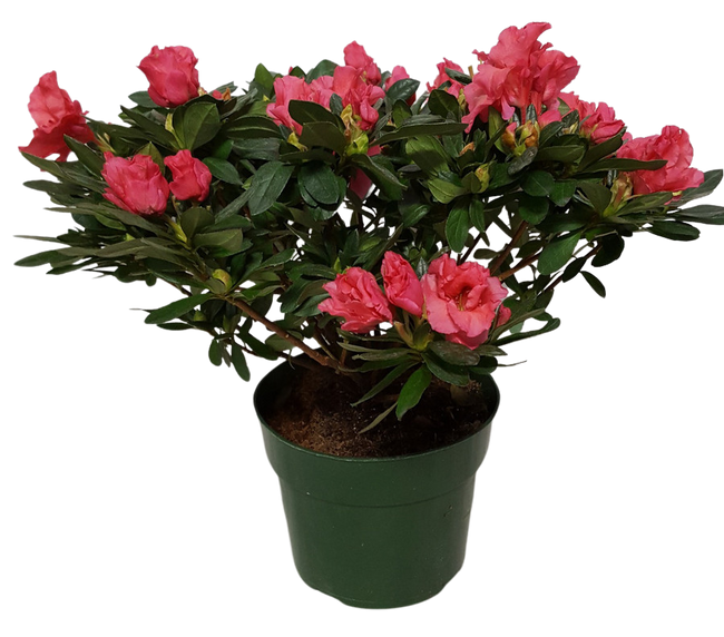 6" BLOOMING AZALEA