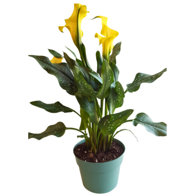 6" BLOOMING CALLA LILY