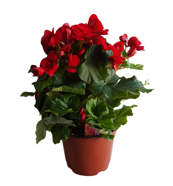6" BLOOMING RIEGER BEGONIA