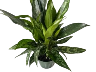 6" POTTED HYBRID AGLO