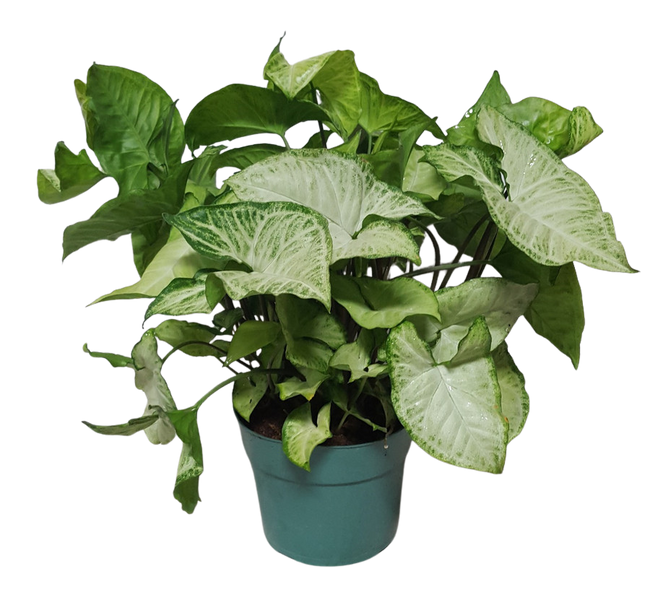 6" POTTED BUTTERFLY