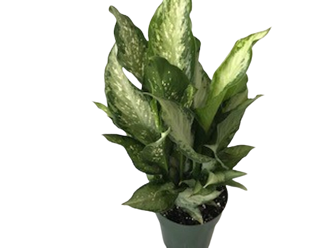 6" POTTED DIEFFENBACHIA