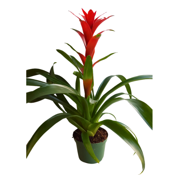 6" POTTED GUZMANIA BROMILIAD