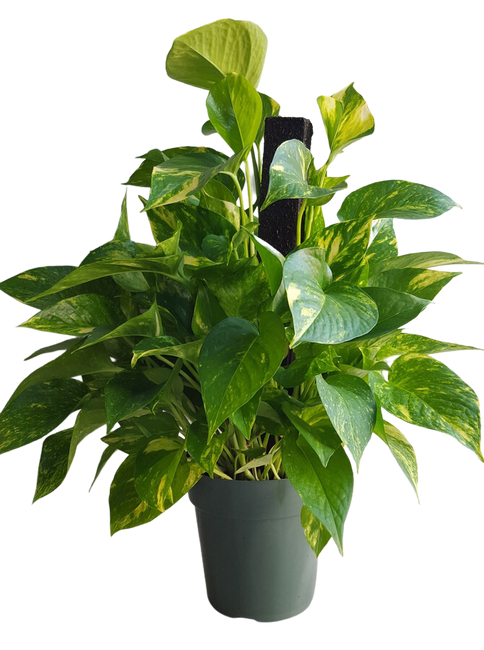6" POTTED POTHO/POLE