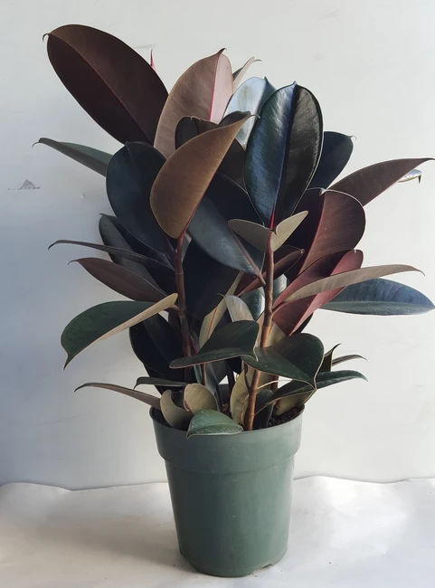 6" POTTED RUBBER