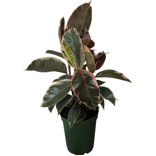 6" POTTED RUBBER