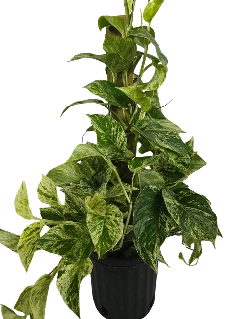 8" POTTED POTHO/POLE