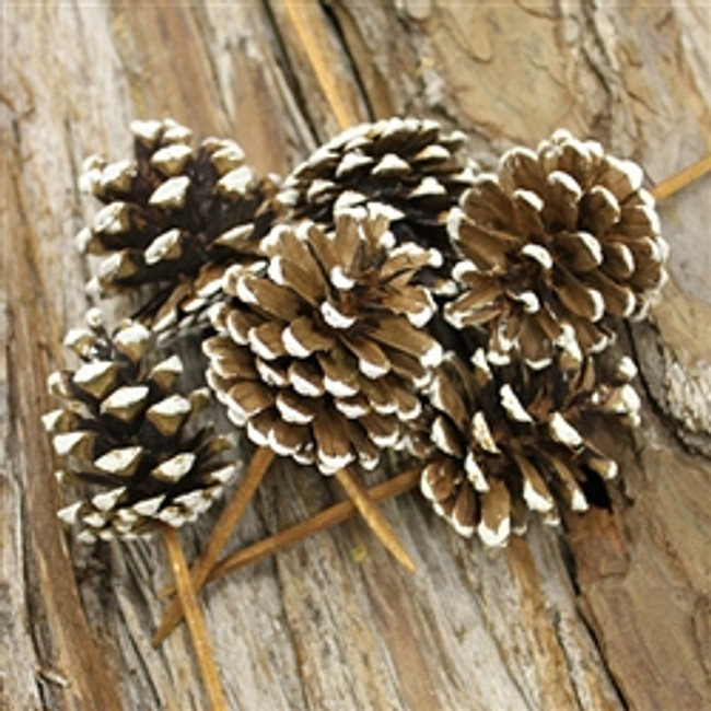 CONES wht tip w/ pick 100/bx